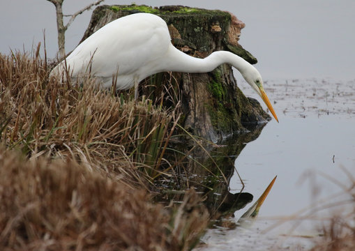 Aigrette en train de chasser