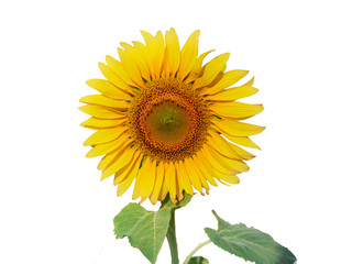 Isolated sumflower