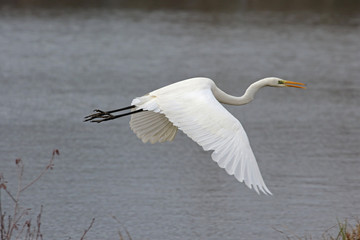 Grande aigrette en vol