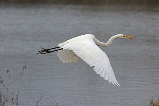 Grande aigrette en vol