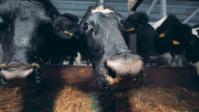 Close up of cow's neb while it is sniffing camera 