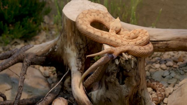 Two horned pit vipers are mating, joined at the tails. One is coiled lying on top of a tree stump, the other is below on the ground with its tail raised up and flicking, 