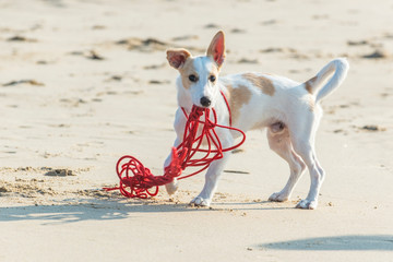 Brown and white terrier puppy plays with long red leash on sandy beach