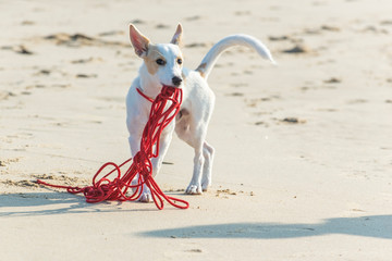 Young white terrier puppy plays with his long red leash on a sandy beach
