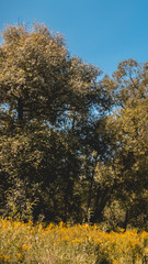 Fototapeta premium Smartphone HD wallpaper of beautiful view near the Isar mouth - Plattling - Bavaria - Germany