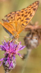 Smartphone HD wallpaper of macro of fritillary butterfly on flower