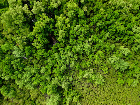 trees in forest,top down, aerial