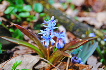 Spring Scilla with blue flowers and buds on sunny meadow in green grass