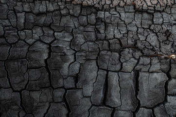 Background, black charred timber, coal after fire, abstract and in cracks of charcoal.