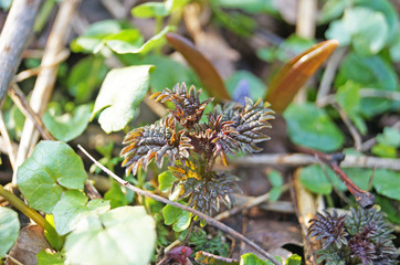 Sprouts of young nettle on a sunny spring meadow in green grass