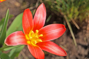 Red tulip flower with green leaves on spring flowerbed
