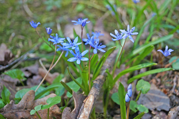 Spring Scilla with blue flowers and buds on sunny meadow in green grass