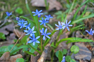 Spring Scilla with blue flowers and buds on sunny meadow in green grass