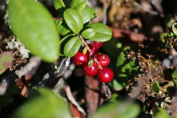 Red berries on a branch