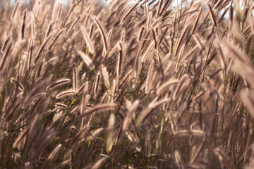 Colorful flowers grass made with gradient for background,Abstract,texture,Soft and Blurred style.postcard.