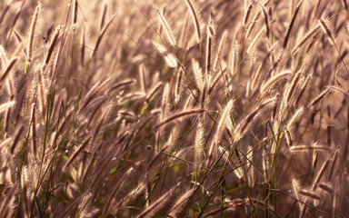 Colorful flowers grass made with gradient for background,Abstract,texture,Soft and Blurred style.postcard.