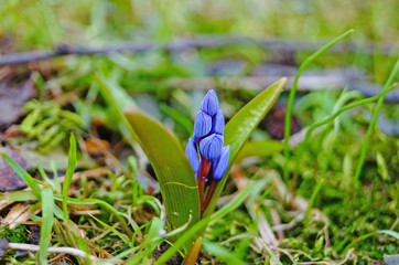 Spring Scilla with blue flowers and buds on sunny meadow in green grass