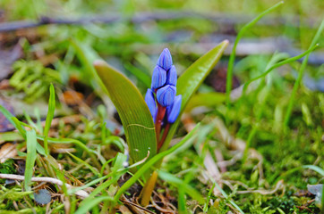 Spring Scilla with blue flowers and buds on sunny meadow in green grass