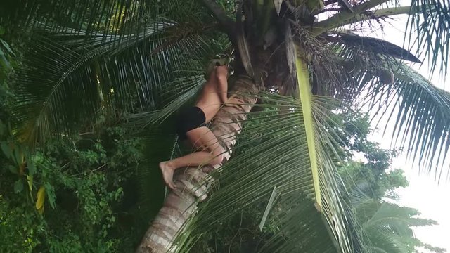 hungry wild man trying to get coconut climbing by palm