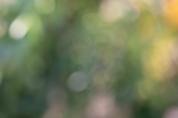 Bokeh of Tree Leaves for nature background and save green concept,soft and blur out of focus, made with gradient and filter colored.