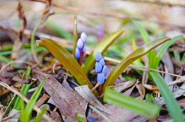 Spring Scilla with blue flowers and buds on sunny meadow in green grass
