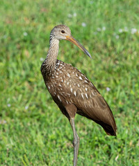 Obraz premium Solitary brown limpkin with heavy white spotting and a long neck and bill is standing tall in green grass.