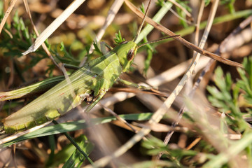 Grashüpfer, Heuschrecke