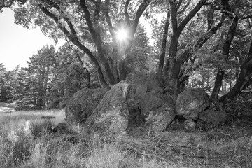 Sun through the forest B&W