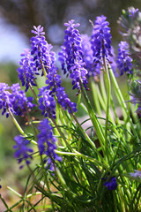 Obraz premium Muscari