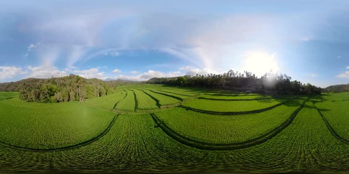 vr360 rice fields in the countryside. aerial view rice terrace, agricultural land Aerial footage.