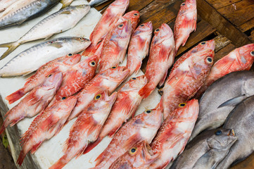 Fresh red fish