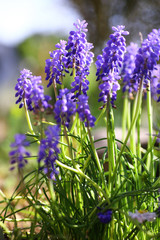 Obraz premium Traubenhyazinthen im Garten