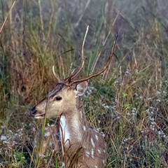 Portrait of young male chital or cheetal (Axis axis), also known as spotted deer or axis deer - Jim Corbett National Park, India