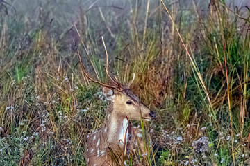 Portrait of young male chital or cheetal (Axis axis), also known as spotted deer or axis deer - Jim Corbett National Park, India