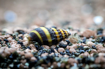 Raubschnecke ( Clea Helena ) 