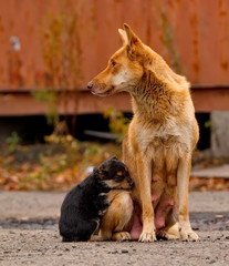 Careless childhood of little puppies