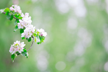 White apple blossoms in springtime garden against defocused soft background.