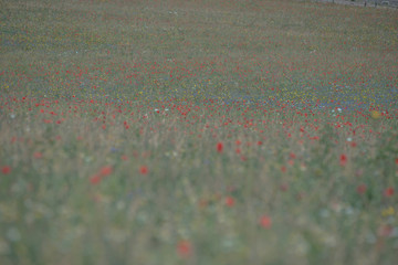 flowering field of hay Castelluccio di Norcia