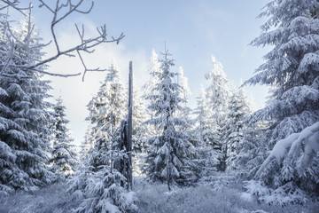 Fototapeta na wymiar winterlandschaft mit schneebedeckten tannen