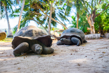Aldabra giant tortoise, Turtle in Seychelles on the beach near to Praslin