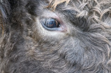 Close up of a cows eye