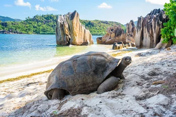 Foto op Plexiglas Aldabra giant tortoise, Turtle in Seychelles on the beach near to Praslin © Jan