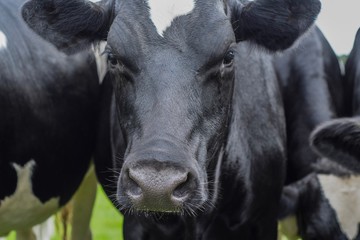 Fototapeta na wymiar Headshot of a dairy cow