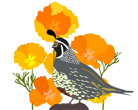quail bird with orange flowers clip art preview