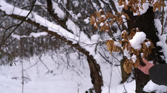 Man touches snowy dry oak leaves - (4K)
