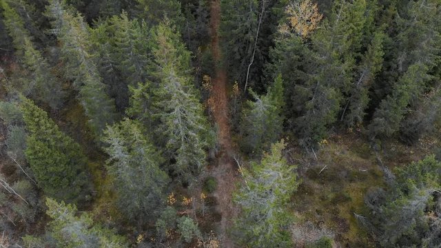 Coniferous, tall, beautiful forest with a little road a picture taken with a quadcopter, aerial view