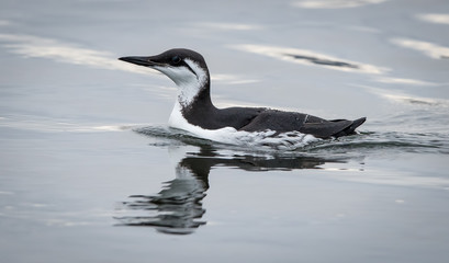 Guillemot (winter plumage).