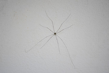 close up daddy long leg spider on white wall background - obrazy, fototapety, plakaty