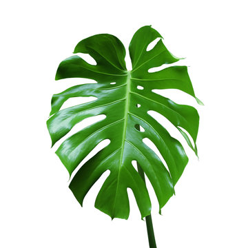 Green Leaf of Monstera Plant Isolated on White Background