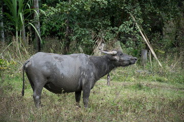 water buffalo on green background , asia thailand